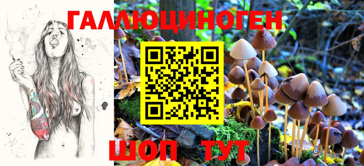 закладки  Галлюциногенные грибы Cubensis  Вход с VPN  Курчалой 